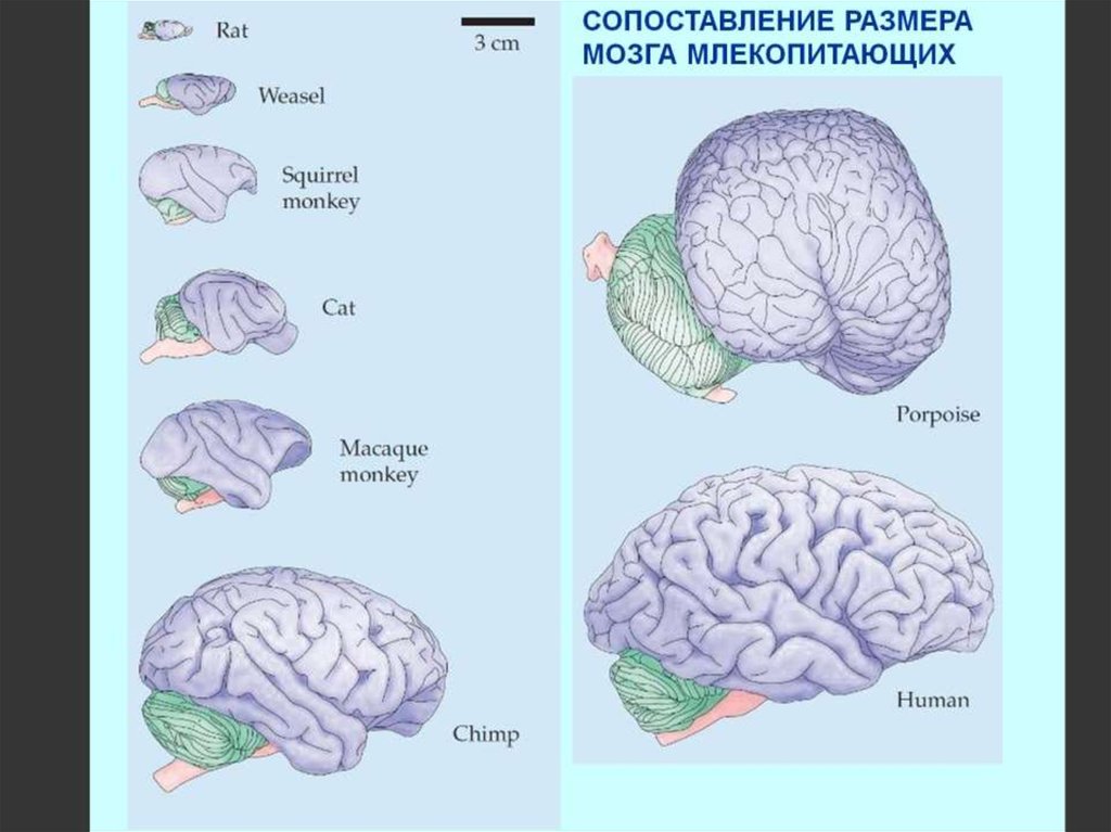 Центры мозга млекопитающих. Мозг млекопитающих. Объем мозга млекопитающих. Эволюция мозга млекопитающих.
