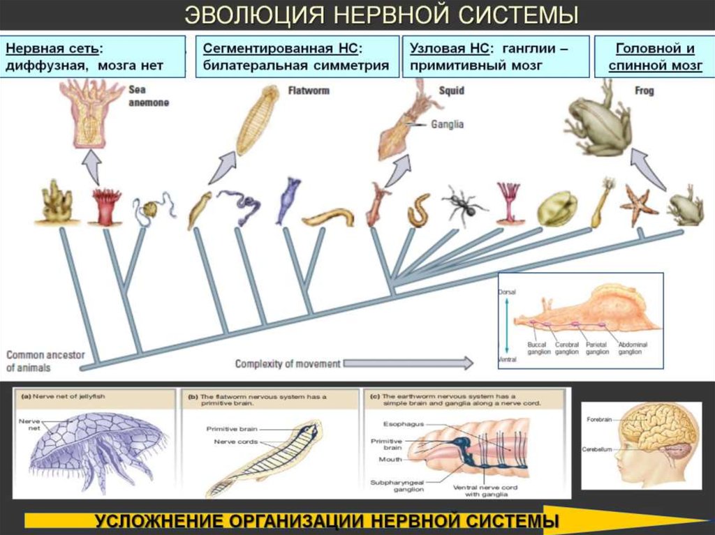 Филогенез органов. Эволюция типов нервной системы животных. Усложнение нервной системы в процессе эволюции. Эволюционная последовательность развития нервной системы. Эволюция нервной системы беспозвоночных.