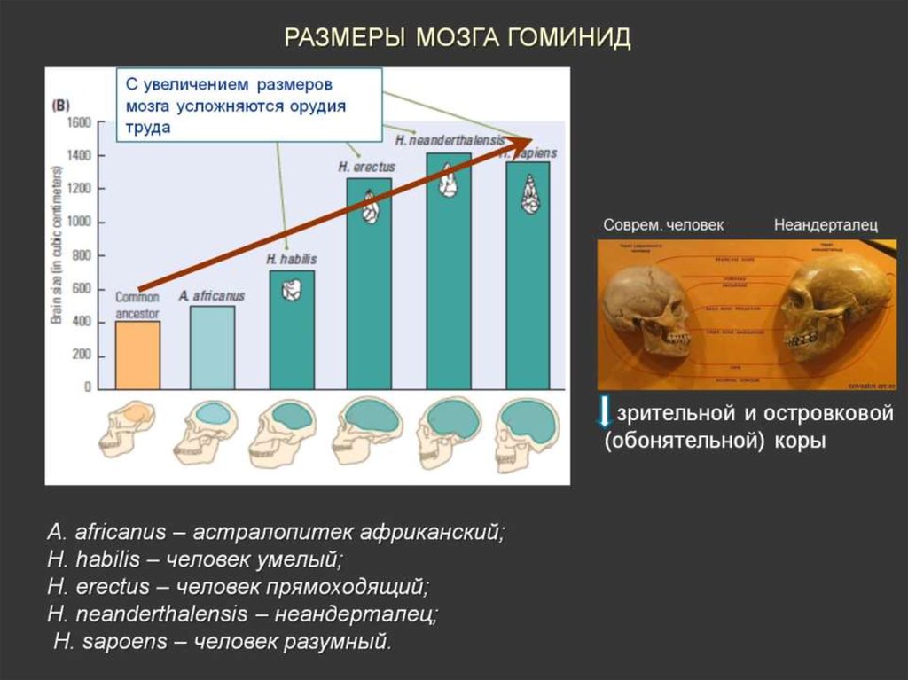 Эволюция размера мозга. Гоминиды объем мозга. Объем мозга Эволюция. Эволюция человека объем мозга. Размер мозга человека Эволюция.