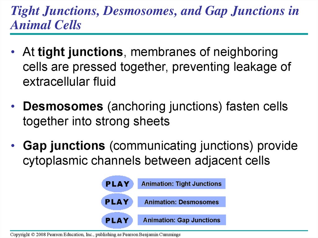 Tight Junctions, Desmosomes, and Gap Junctions in Animal Cells