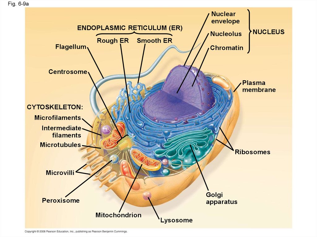 A Tour Of The Cell Online Presentation