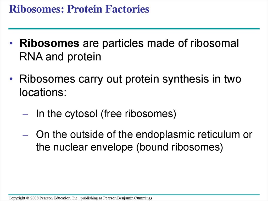 Ribosomes: Protein Factories