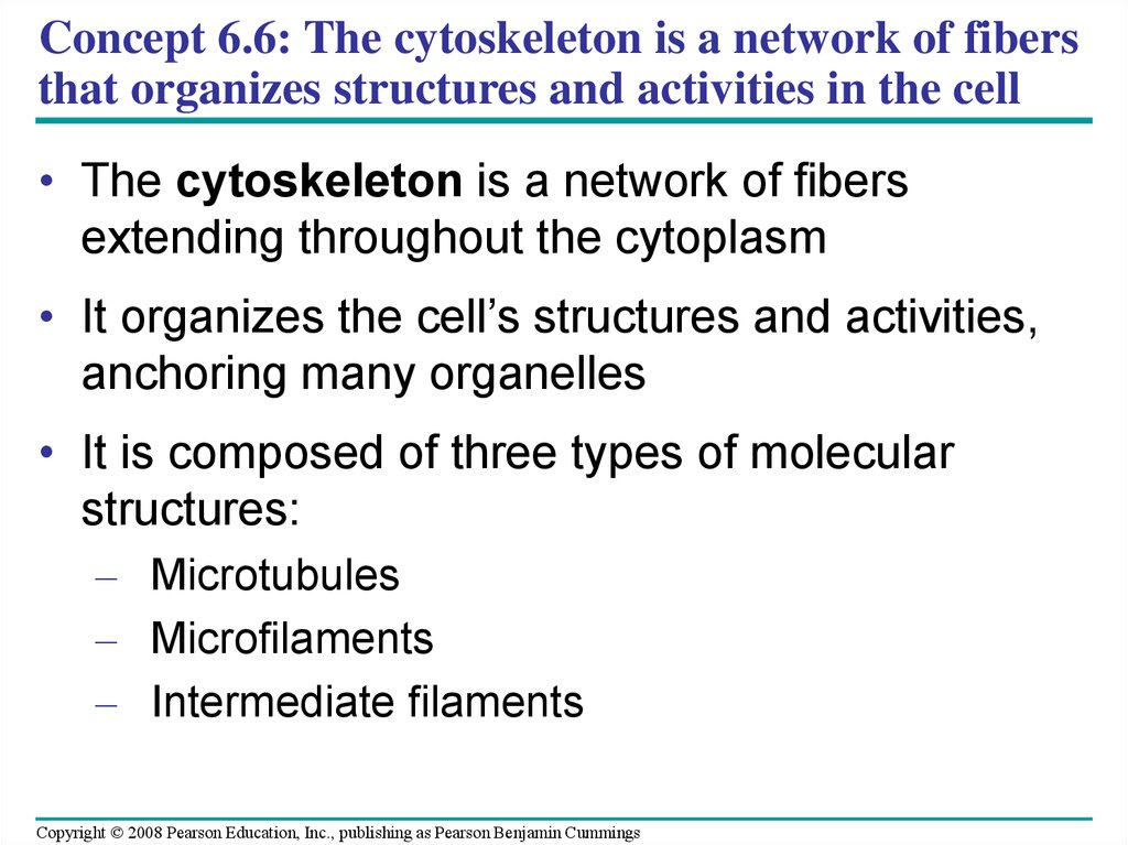 Concept 6.6: The cytoskeleton is a network of fibers that organizes structures and activities in the cell