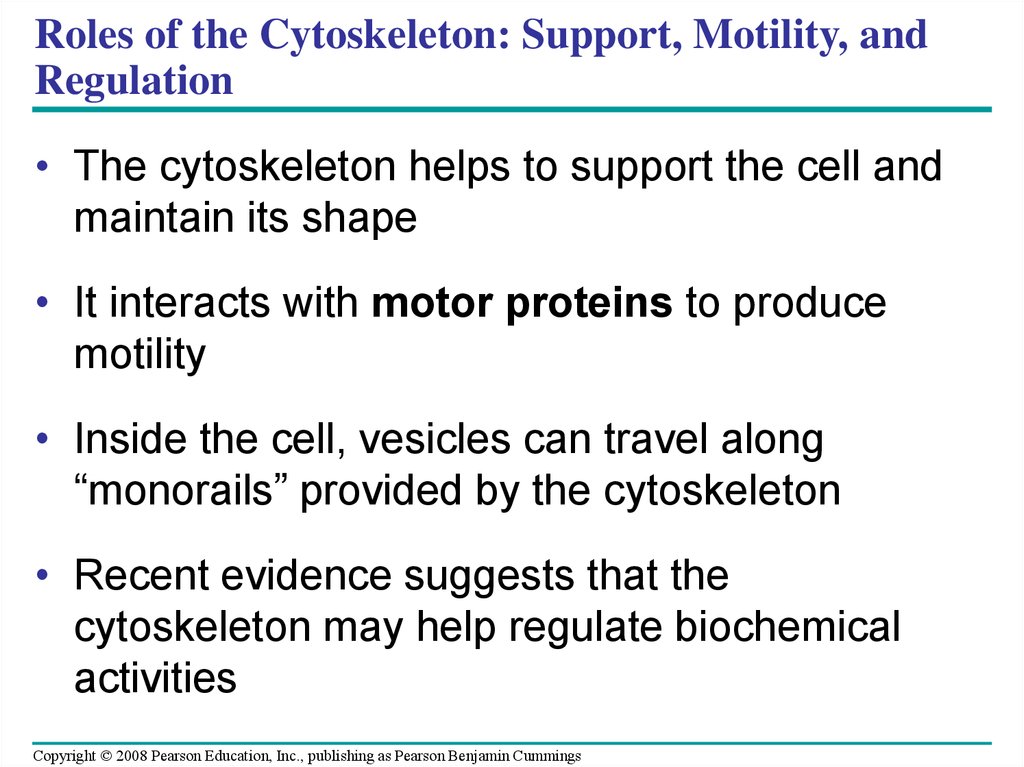 Roles of the Cytoskeleton: Support, Motility, and Regulation
