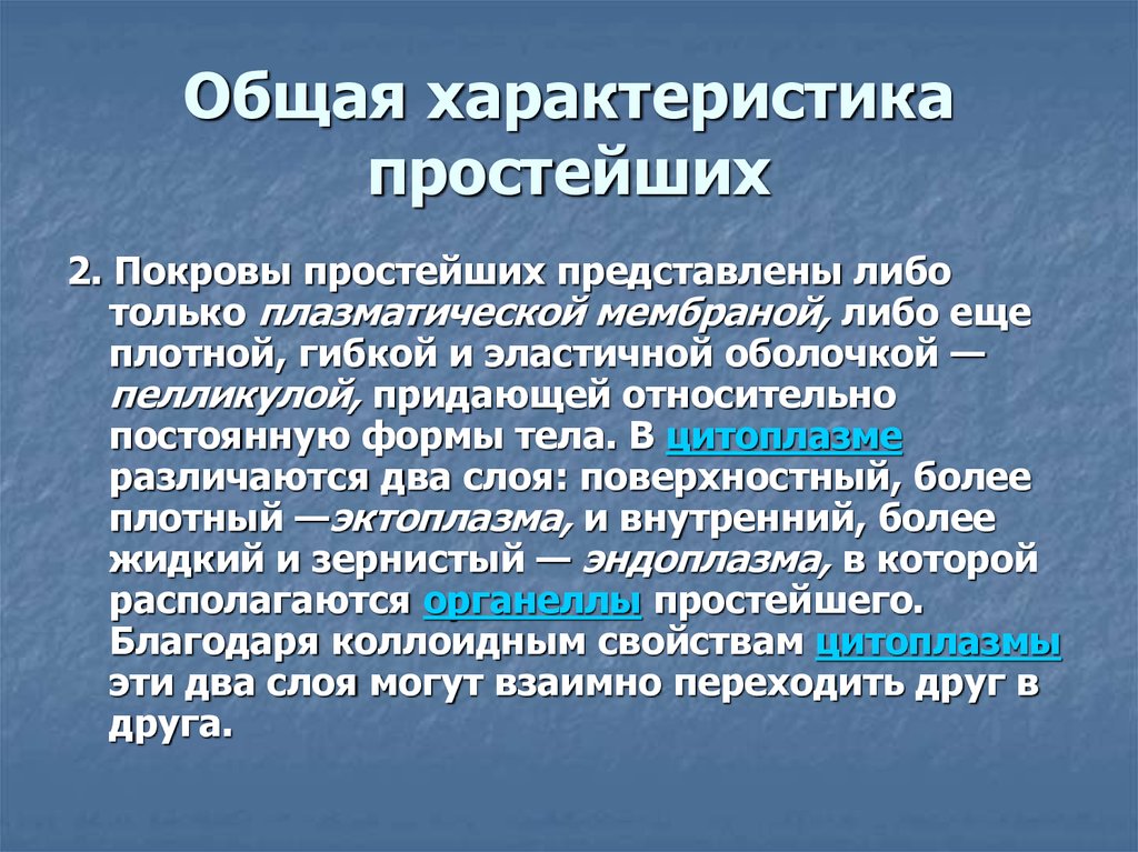 Общая характеристика простейших