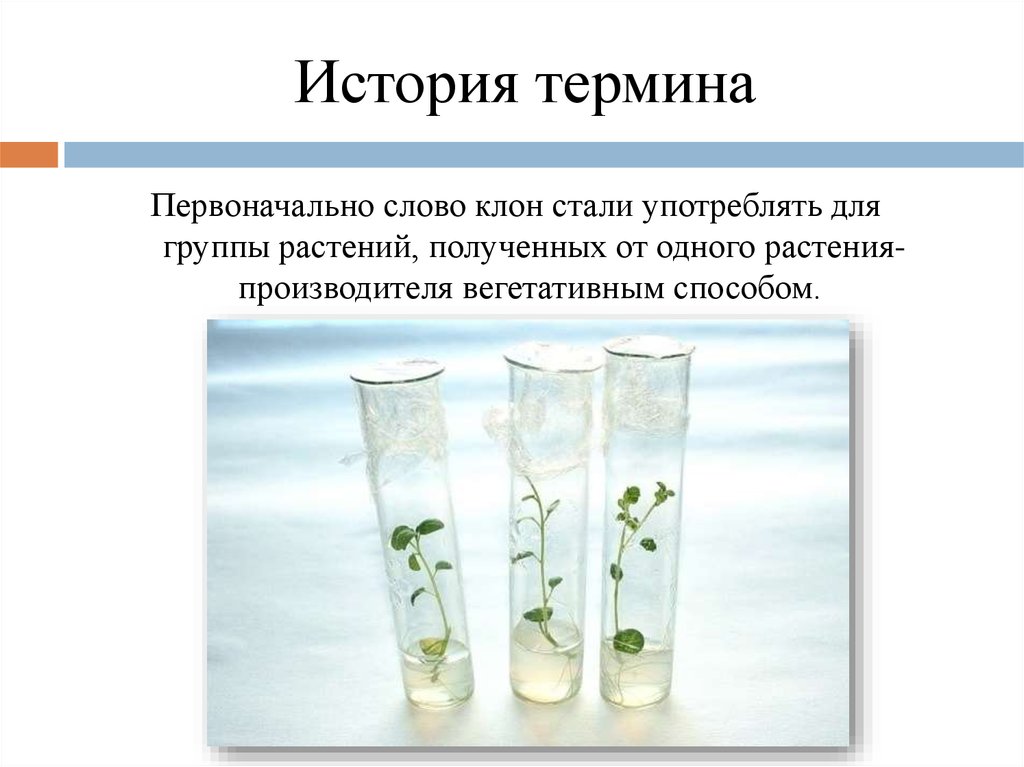 Почему растения клонируются легче животных. Клонирование растений. Клонирование растений презентация. Клонирование растений и животных. Клонирование растений примеры.