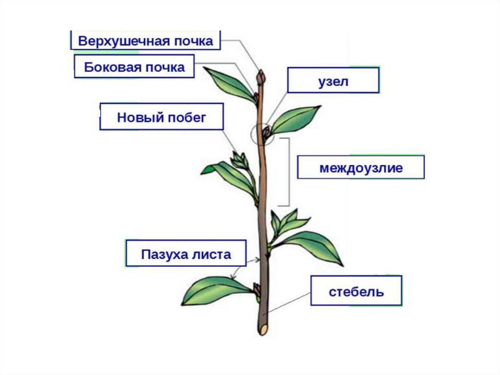 Как называются части побега указанные на рисунке под цифрами 1 5 ответ занесите в таблицу