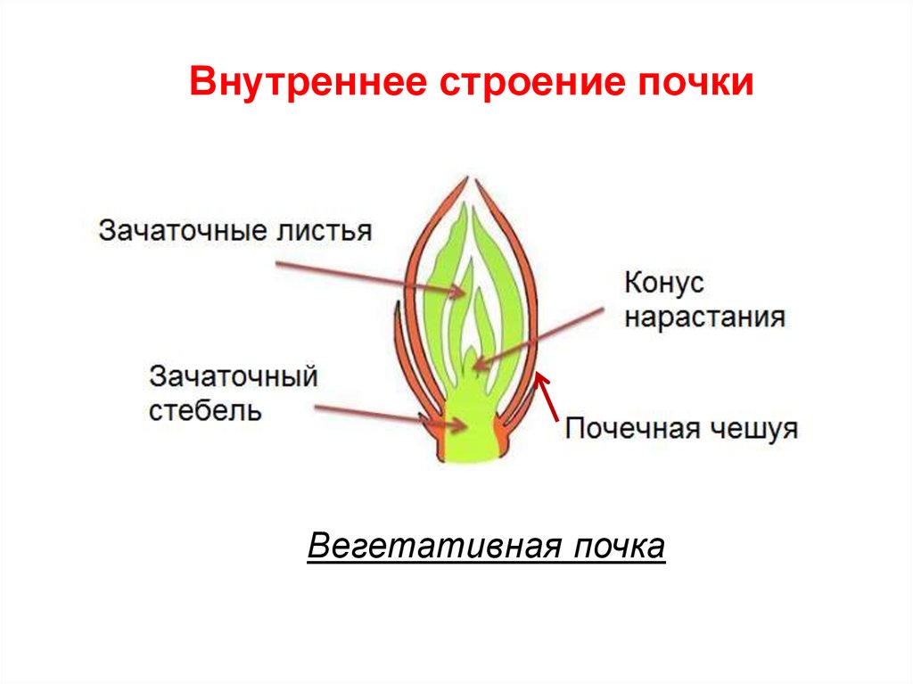 Зачаточные листья обозначены на рисунке под номером