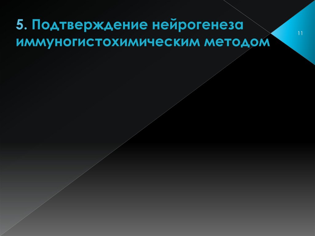 5. Подтверждение нейрогенеза иммуногистохимическим методом