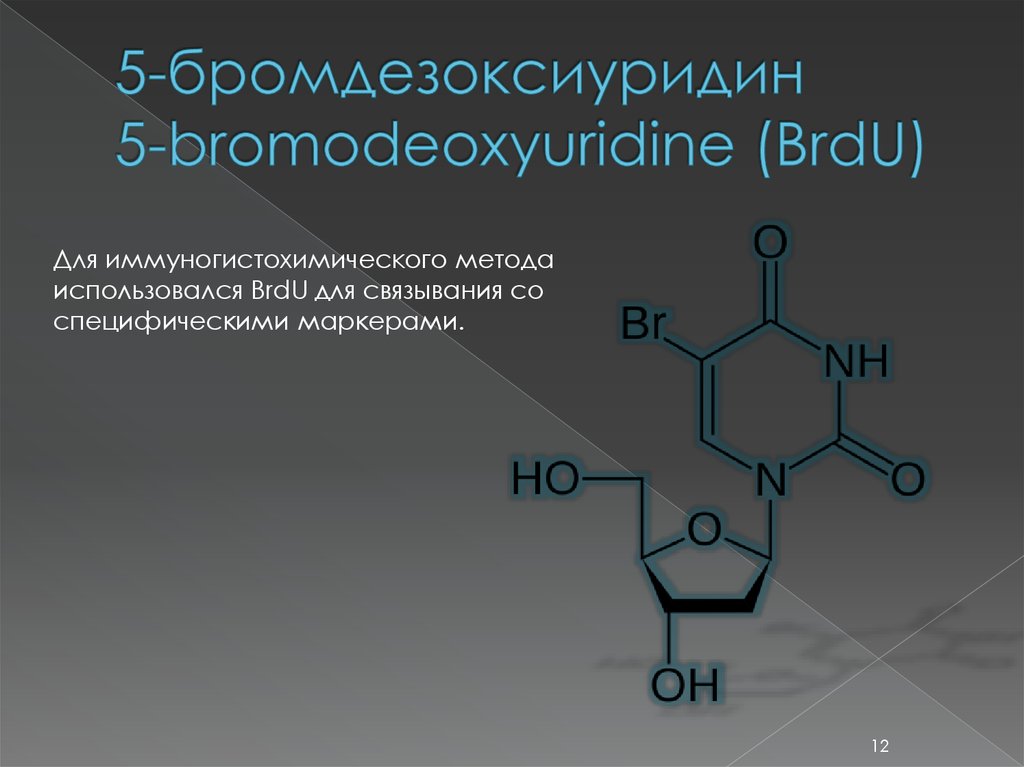 5-бромдезоксиуридин 5-bromodeoxyuridine (BrdU)