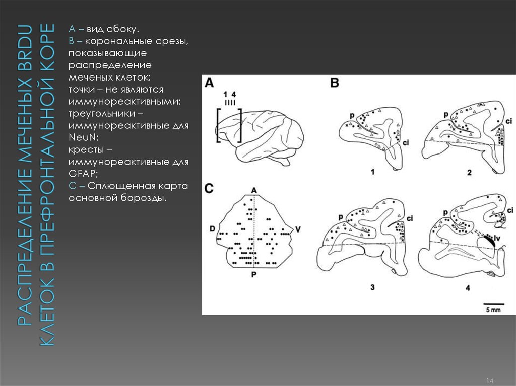Распределение меченых BrdU клеток в префронтальной коре