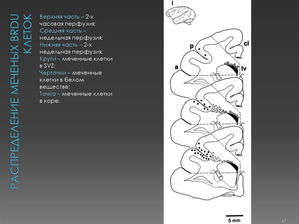 Распределение меченых BrdU клеток