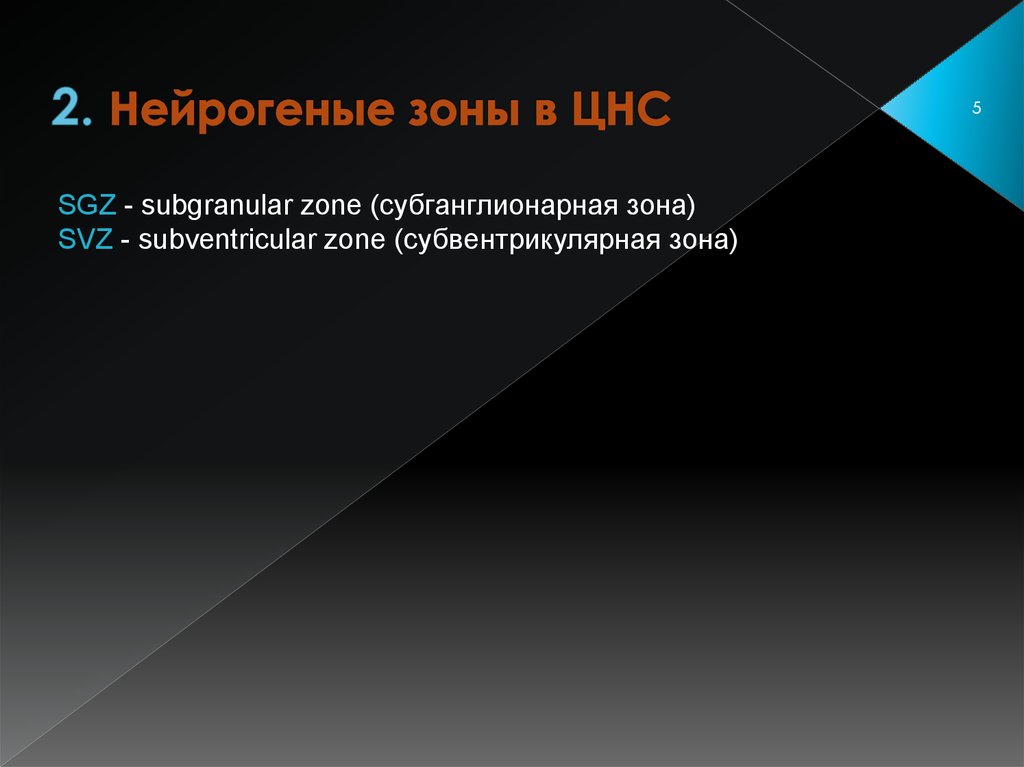 2. Нейрогеные зоны в ЦНС