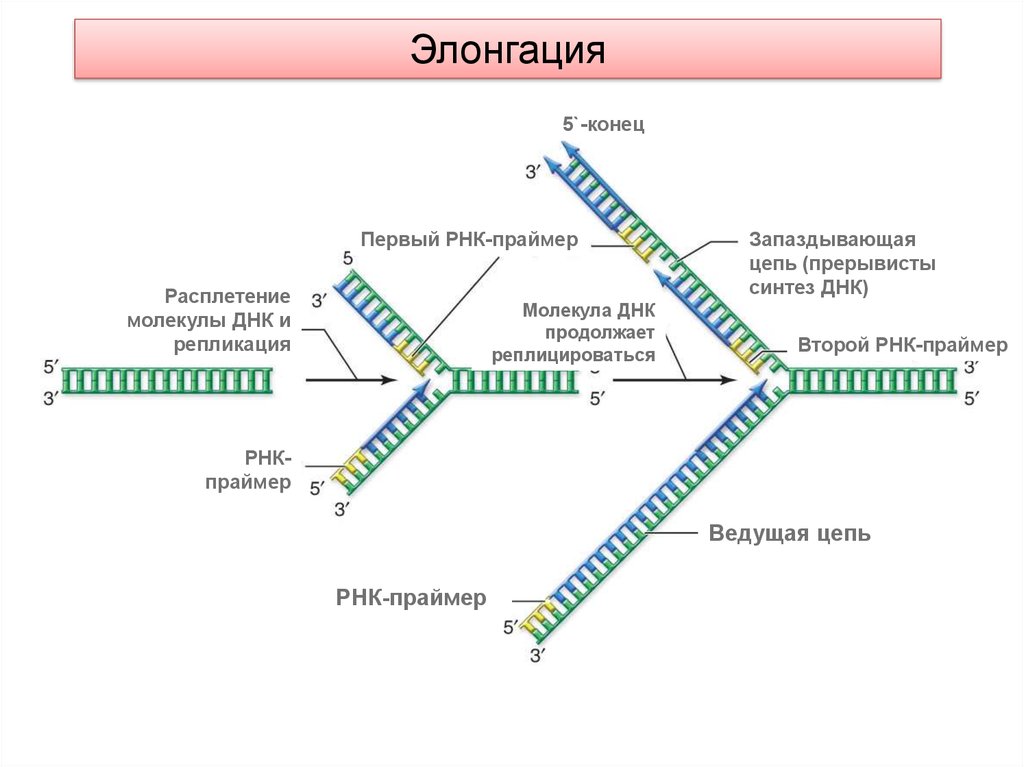 Концы днк и рнк. 3) Репликация ДНК. Схема репликации ДНК эукариот. Праймер при репликации ДНК. Элонгация репликации ДНК.