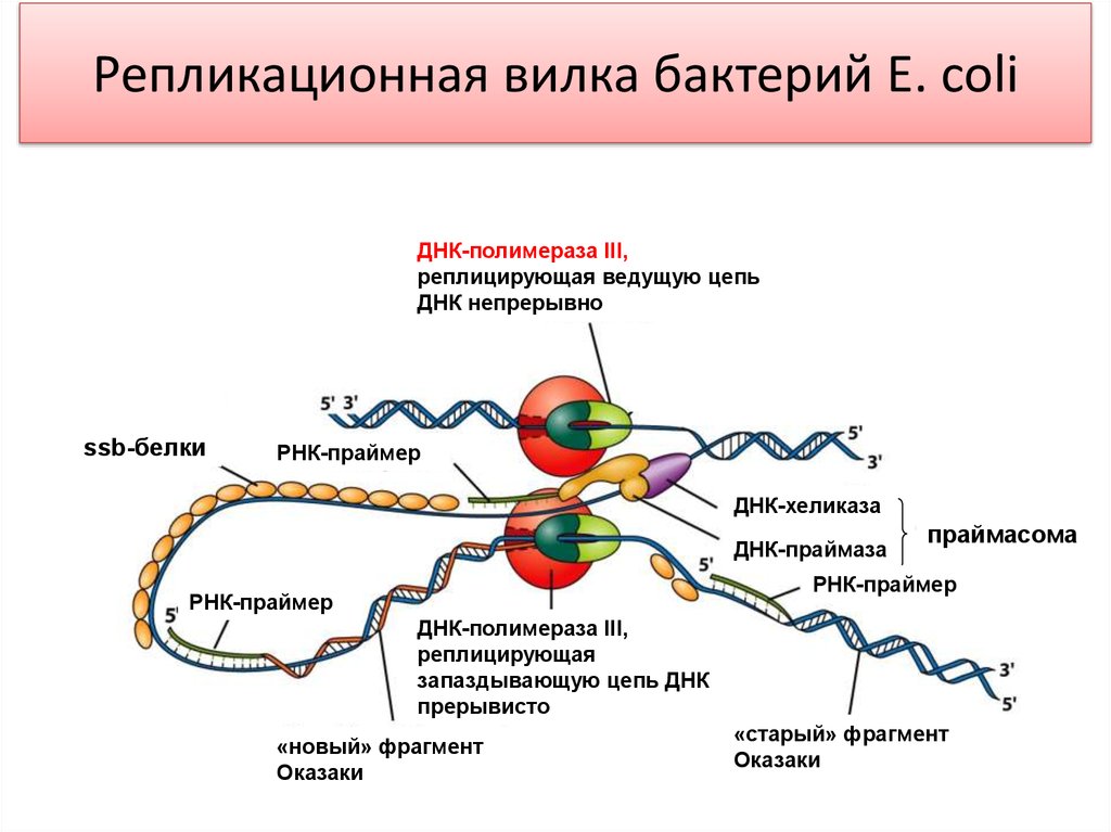 Ssb белок. Строение ДНК полимеразы 3. ДНК полимераза субстрат. ДНК полимераза репликация ДНК. Функции ДНК полимеразы.