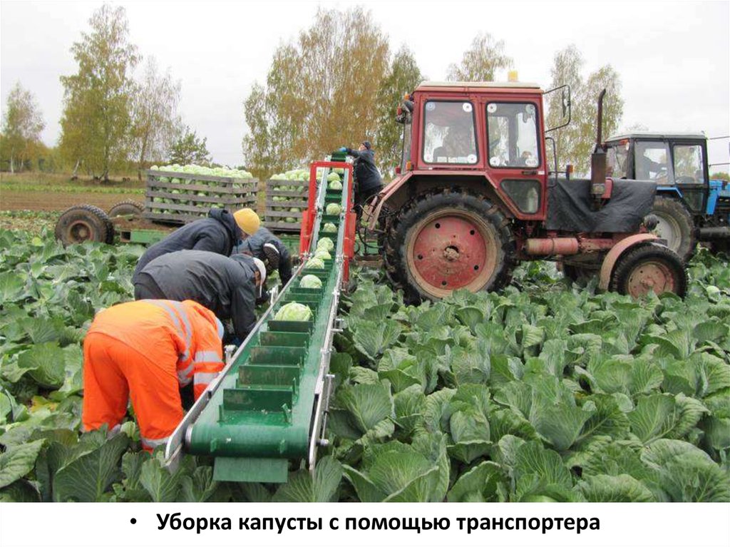 Конвейер на овощной грядке