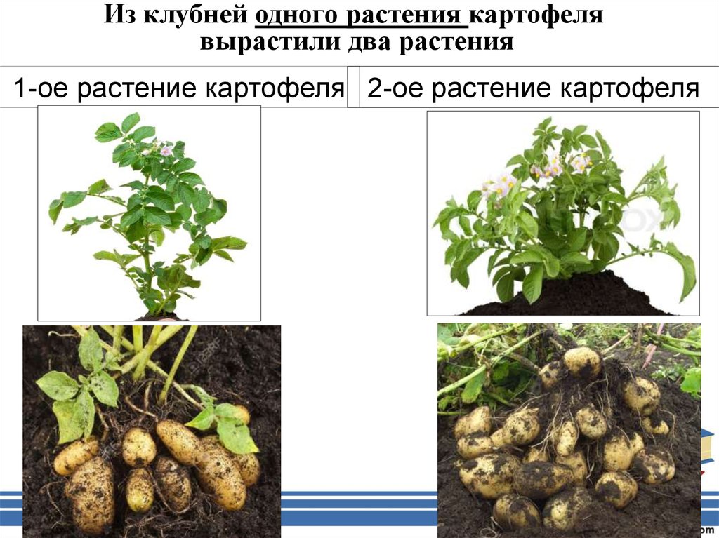 1 вид растения. Модификационная изменчивость у растений. Модификационная изменчивость картофеля. Примеры модификационной изменчивости у растений. Растения выращенные в разных условиях.