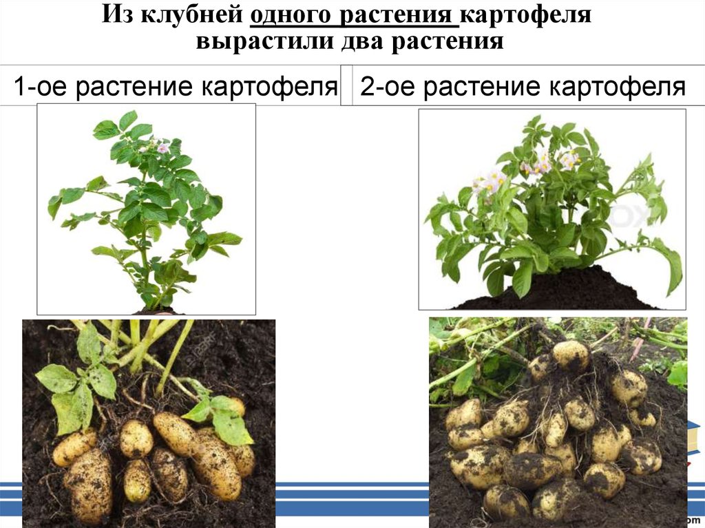 Работа картофеля. Модификационная изменчивость у растений. Модификационная изменчивость картофеля. Примеры модификационной изменчивости у растений. Растения выращенные в разных условиях.