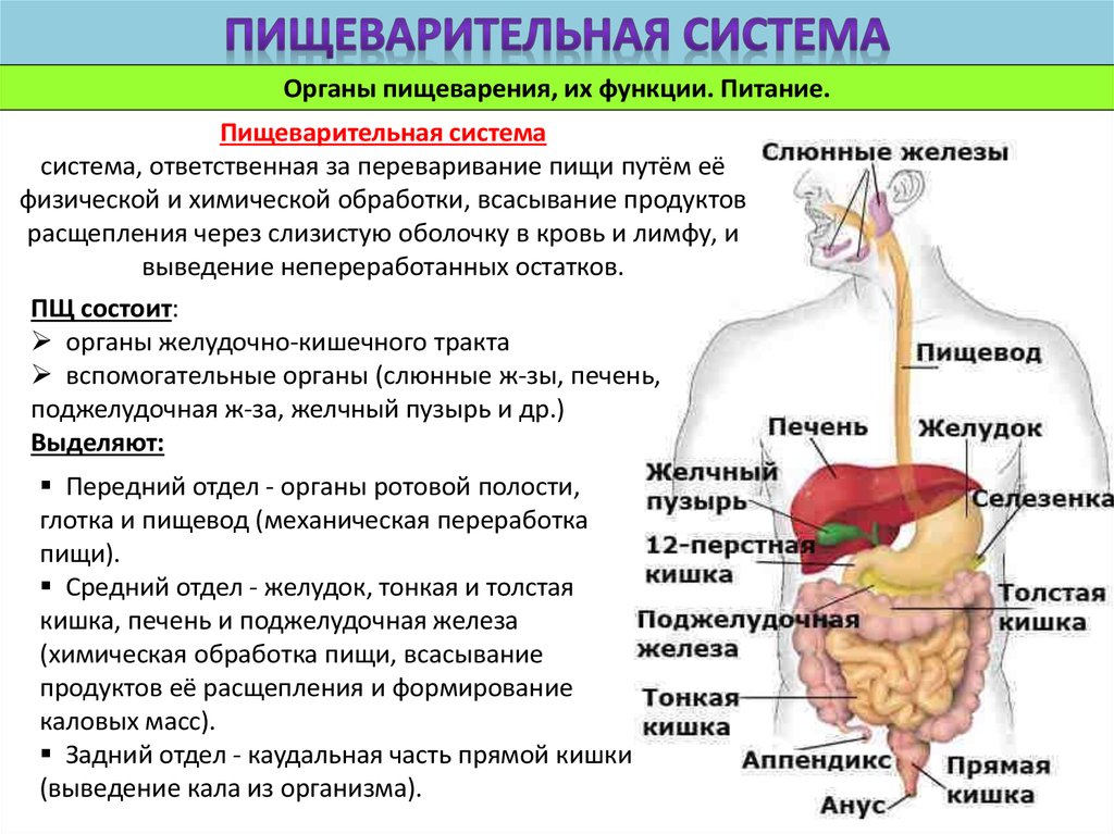 Таблица пищеварения человека. Пищеварительная система: основные отделы и их функции. Строение пищеварительной системе строение и функции. Органы пищеварительной системы система анатомия. Строение и функции органов пищеварительной системы кратко.