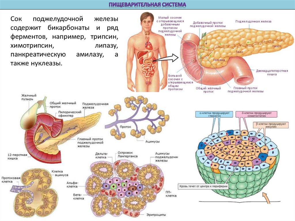 Ферменты поджелудочной железы поступают в. Пищеварительный сок поджелудочной железы. Ферменты поджелудочной железы активируются. Состав пищеварительного сока поджелудочной железы. Состав панкреатического сока анатомия.