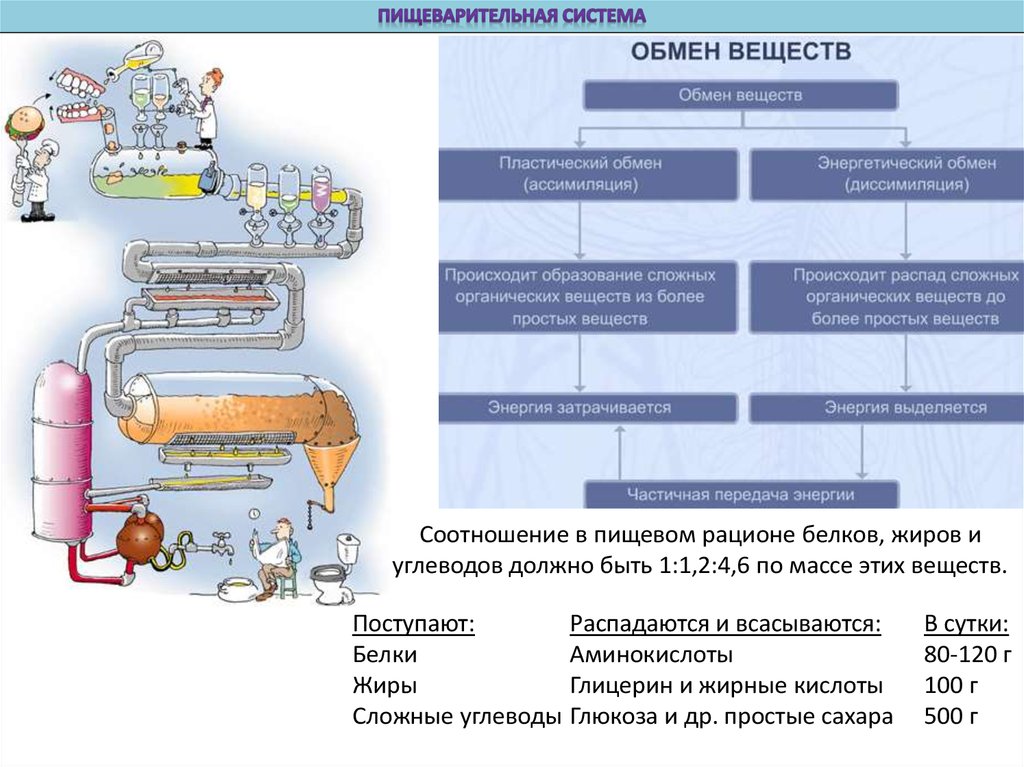 Органы руководства торговлей их функции