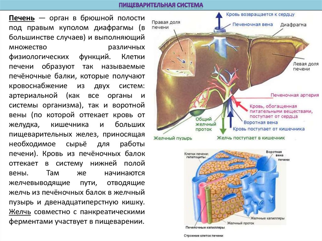 Печень в пищеварении. Клеточное строение печени. Строение органов печень. Печень это орган пищеварительной системы.