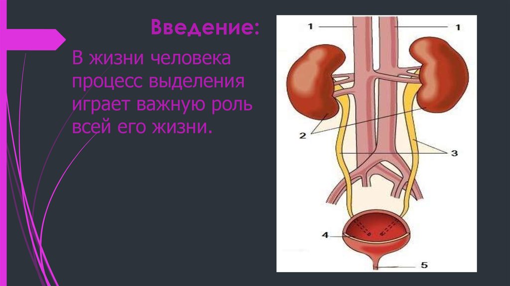 Выделительная система человека. Заболевания выделительной системы. Физиология выделительной системы. Процесс выделения у человека.