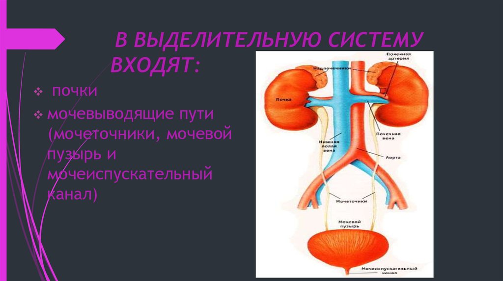 Выделительная система почки презентация