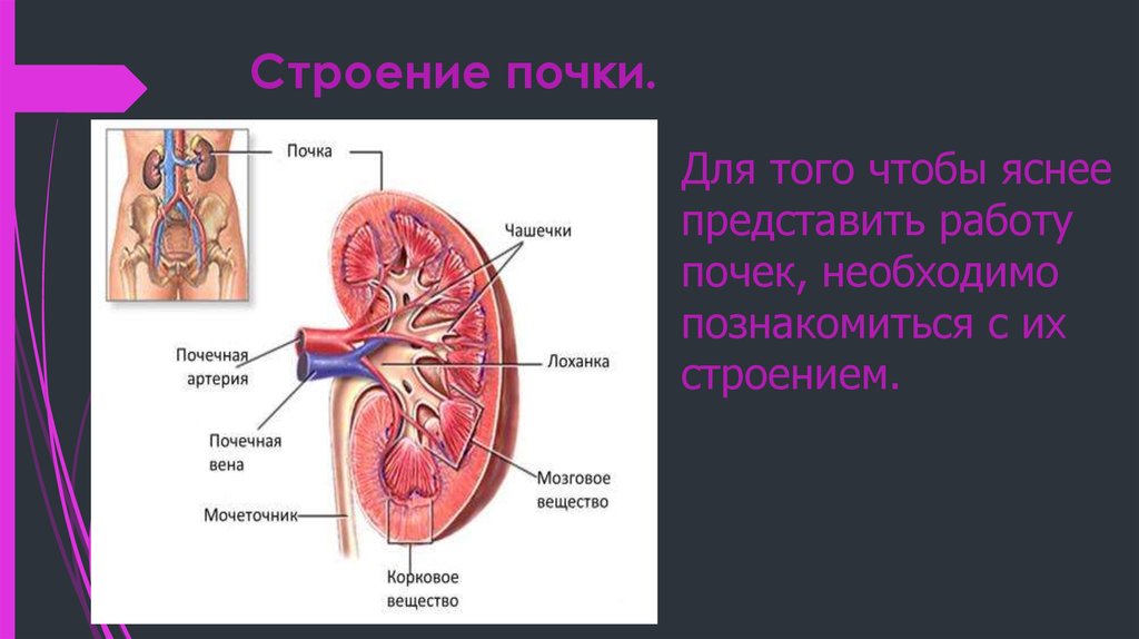 Для чего нужны почки. Строение почки анатомия 8 класс. Строение почки 8 класс биология. Строение почки человека 8 класс биология. Почки это в биологии у человека.