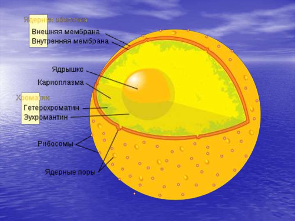 Кариоплазмой называют