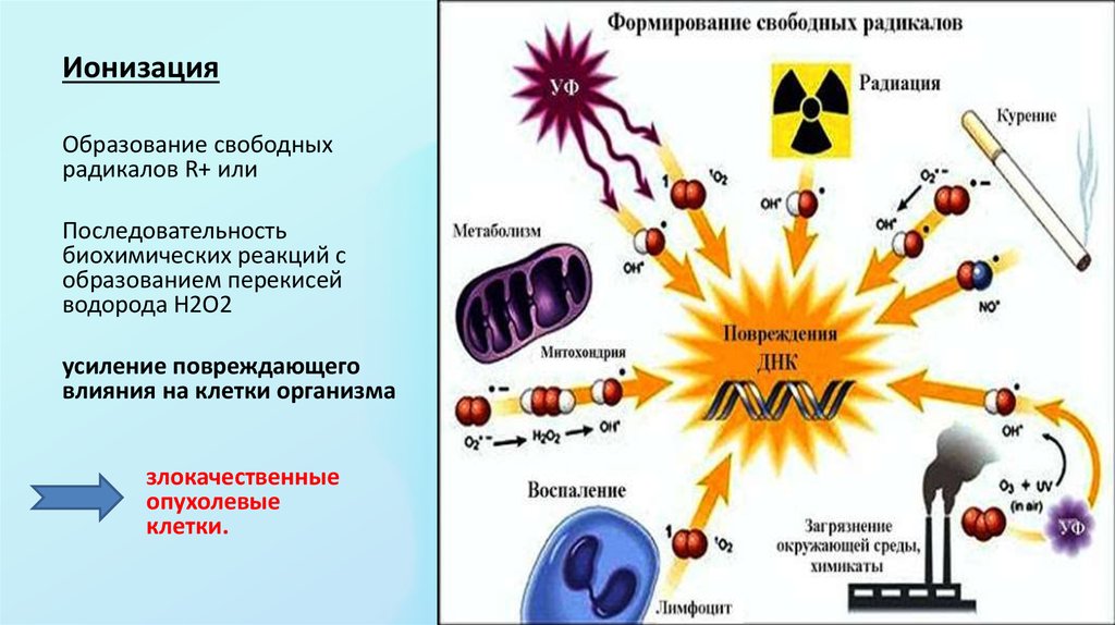 Воздействие ионизированного излучения. Реакции образования свободных радикалов. Ионизирующее излучение на человека. Действие ионизирующего излучения на организм человека. Ионизация клеток.