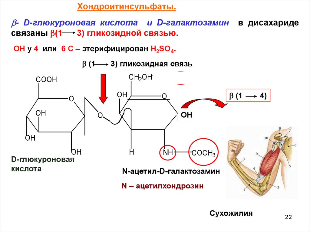 1 1 гликозидной связью. D глюкуроновая кислота структурная формула. D-глюкуроновая кислота биологическая роль. Глюкуроновая кислота формула. Глюкуроновая кислота строение.