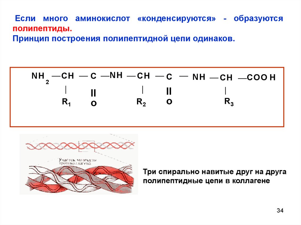 Полипептид организация