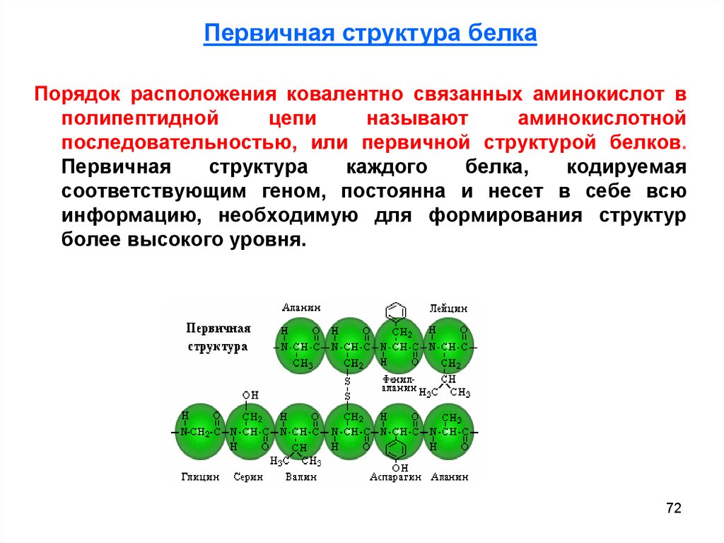 Изменение аминокислот последовательности белков. Первичная структура полипептидной цепи. Первичная структура белка глицин. Структура белка в полипептидной цепи. Первичная структура белка (генетический код).