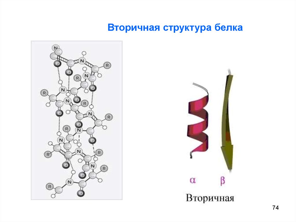 Структуры биополимера