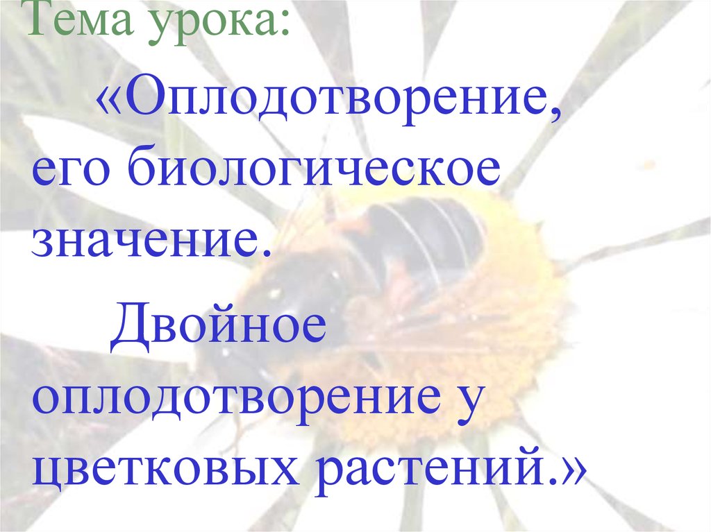 Значение оплодотворения. Биологическое значение двойного оплодотворения. Биологическое значение двойного оплодотворения у растений. Значение двойного оплодотворения у цветковых растений. Оплодотворение, его биологическая роль.