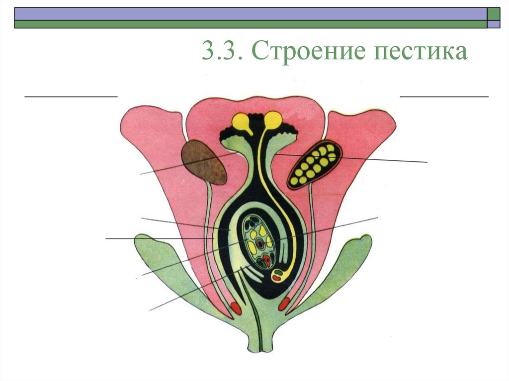 Оплодотворение цветка рисунок. Строение семяпочки цветковых- рис. Пестик строение зародышевый мешок. Пестик строение семяпочка. Завязь пестика зародышевый мешок.