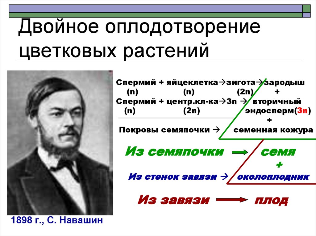 Двойное оплодотворение растений презентация