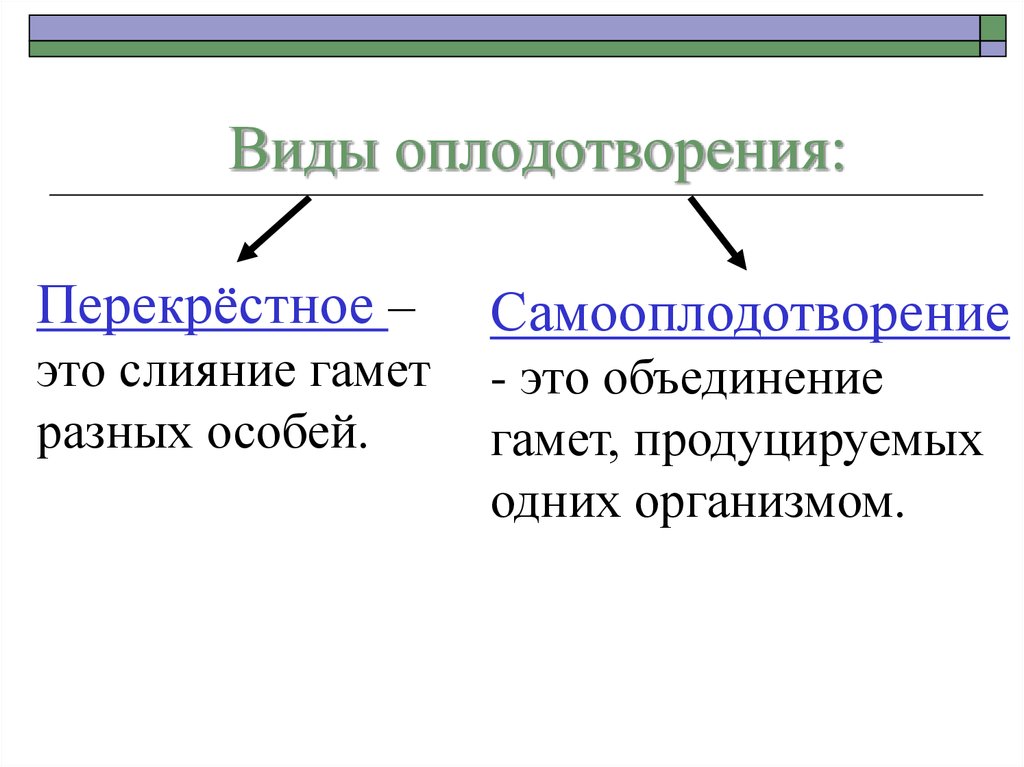 Виды оплодотворения схема