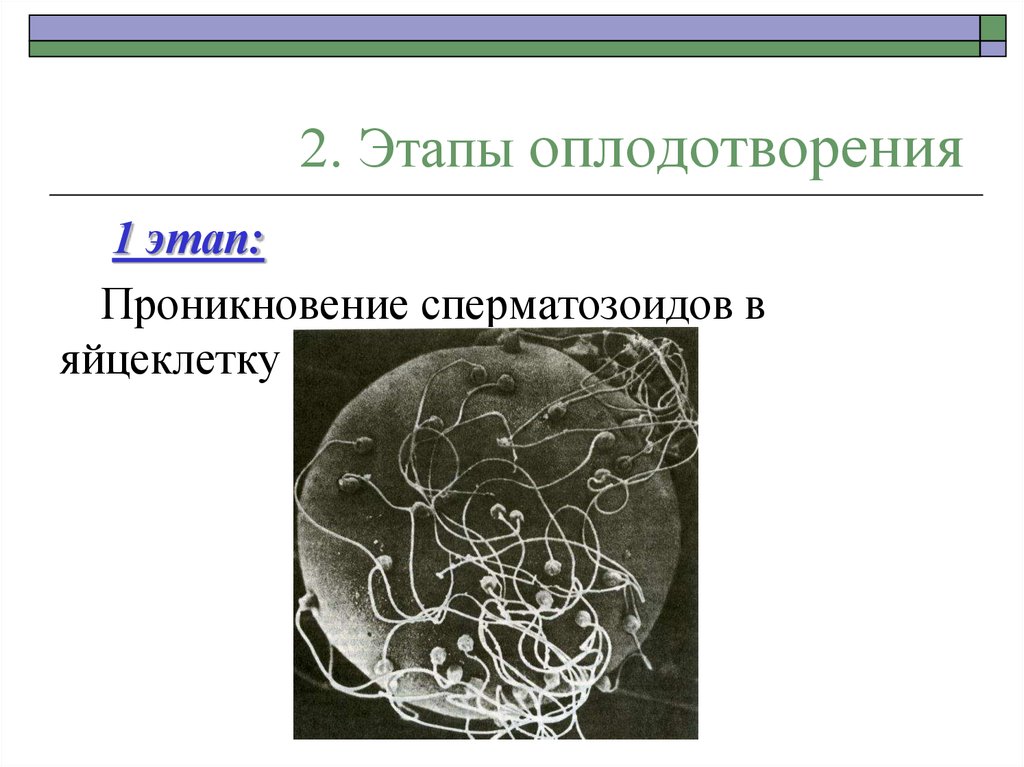 Стадии оплодотворения рисунок. Первая фаза оплодотворения. 1.Этапы оплодотворения.. Вторая фаза оплодотворения. Этапы оплодотворения проникновение сперматозоида.