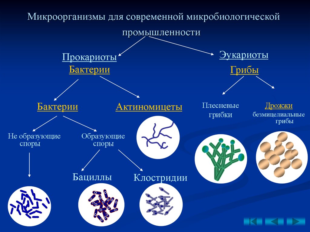 Прокариоты вирусы грибы. Грибы микроорганизмы классификация. Классификация микроорганизмов бактерии грибки. Биотехнология микроорганизмов. Продуценты биологически активных веществ.