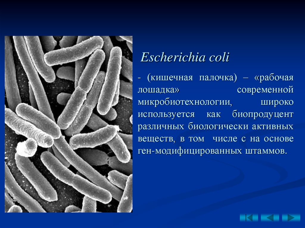 Escherichia coli что это у мужчин. Кишечная палочка e.coli. Форма бактерии Escherichia coli. Палочки e coli. Бактерия эшерихия коли.