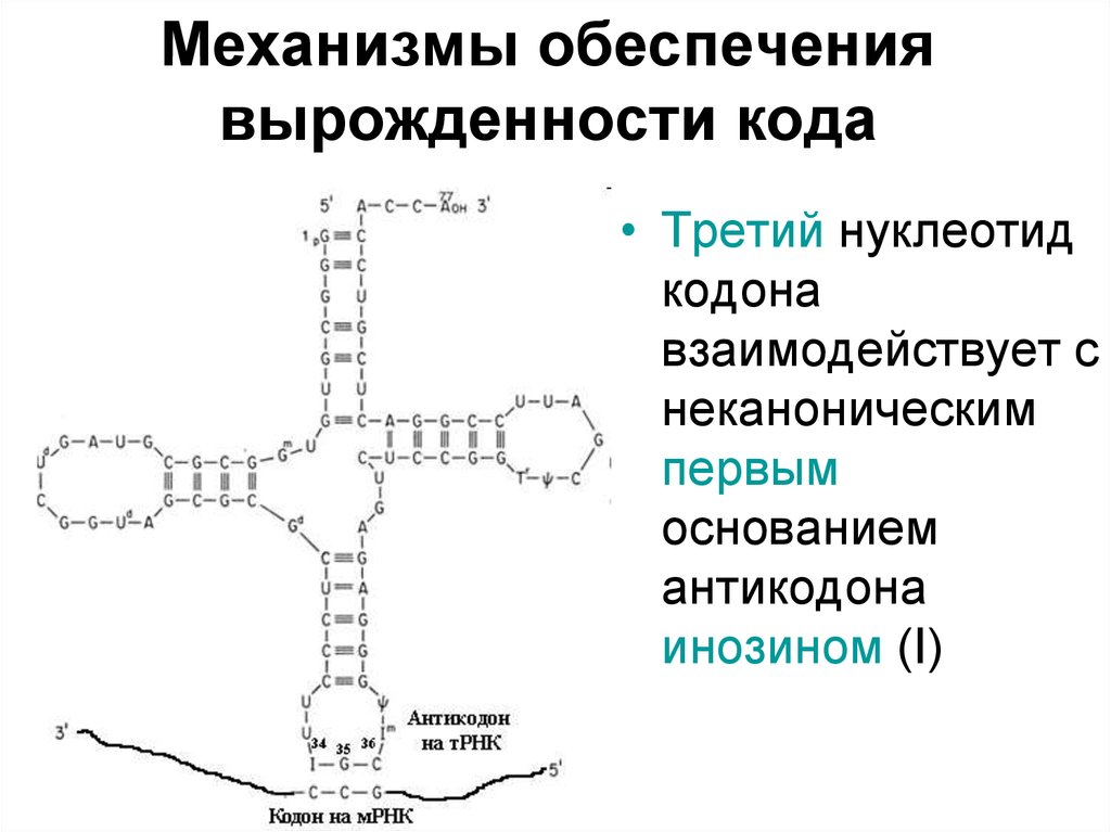 Антикодон уга