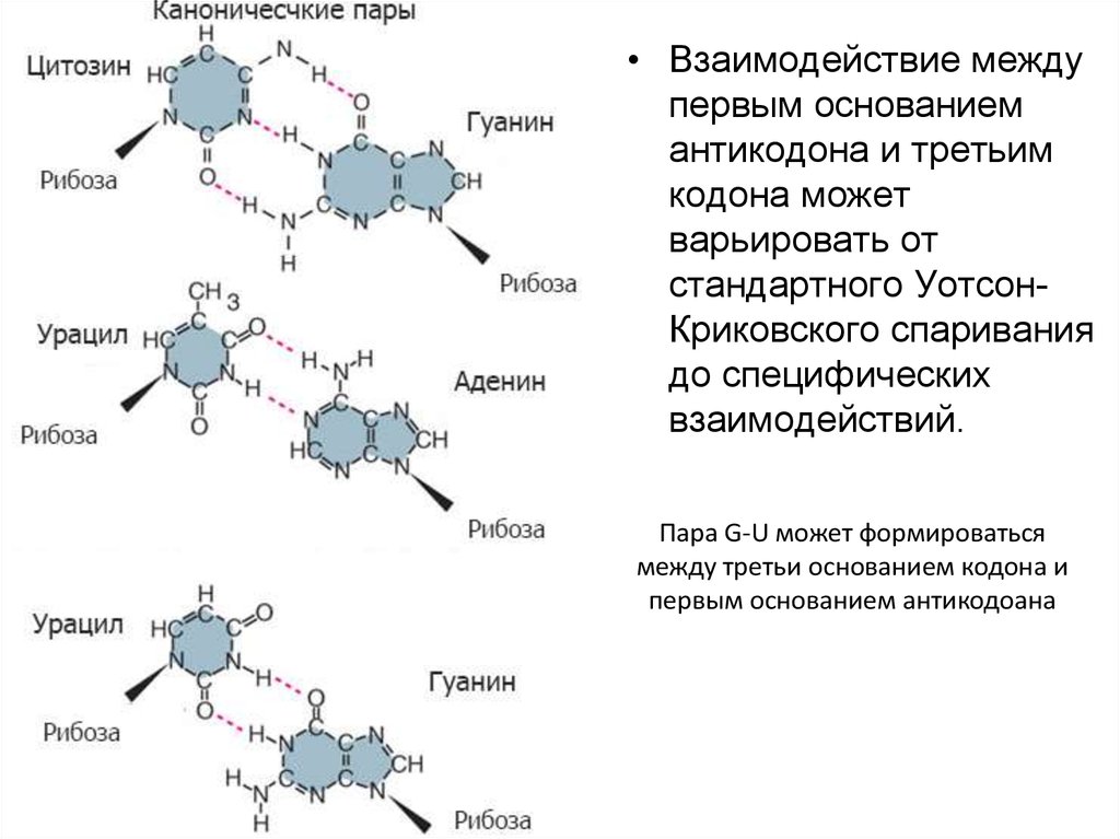 Взаимодействие между кодоном и антикодоном