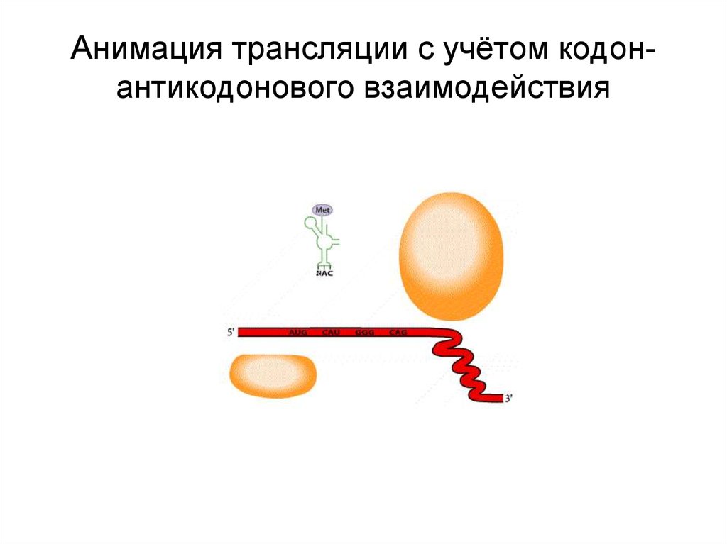 Взаимодействие между кодоном и антикодоном