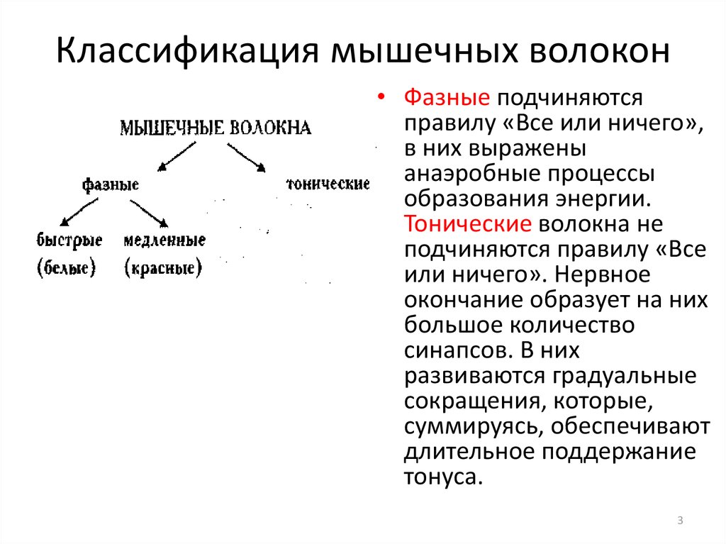 Общая характеристика и классификация мышечной ткани