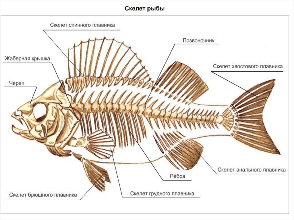 Внутренний скелет костной рыбы. Скелет костной рыбы 7 класс биология. Строение скелета костных рыб. Внутреннее строение костной рыбы скелет. Строение скелета рыбы схема.