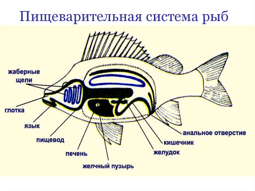 Внутренние органы рыбы схема