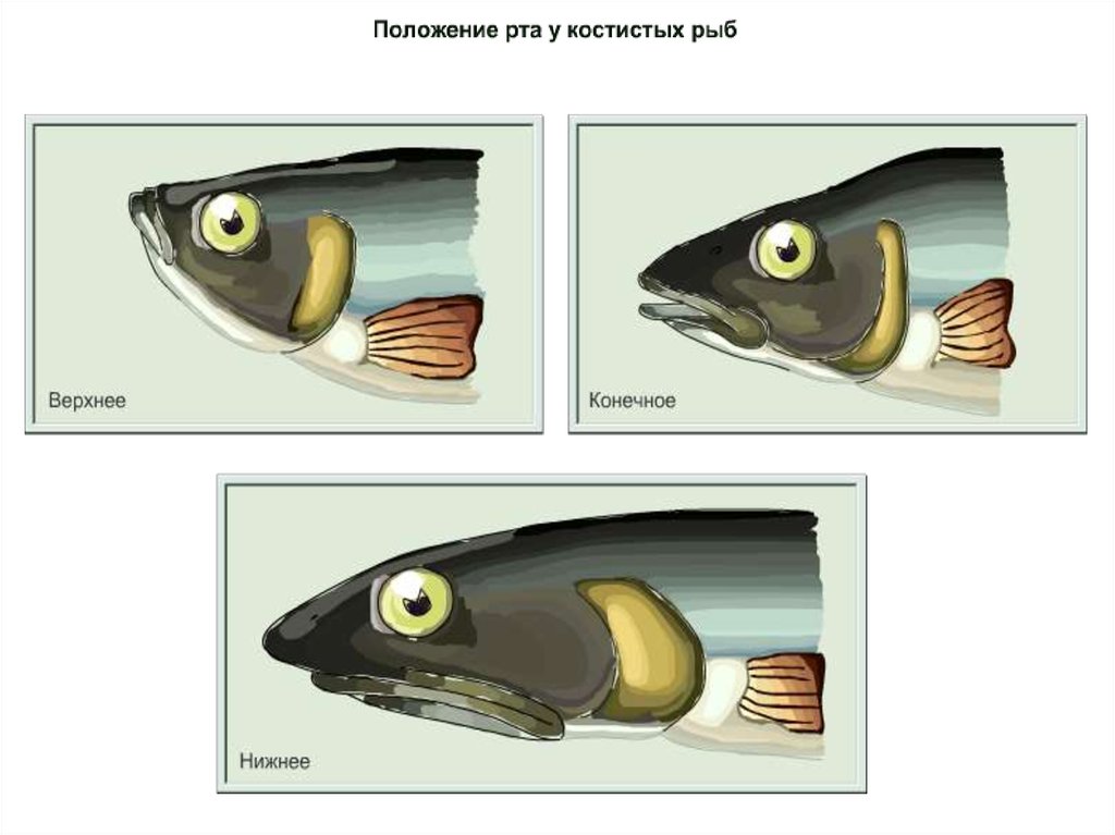 Орган слуха у рыб ухо. Положение рта у костных рыб. Расположение рта у рыб. Конечный рот рыбы. Типы рта у рыб.