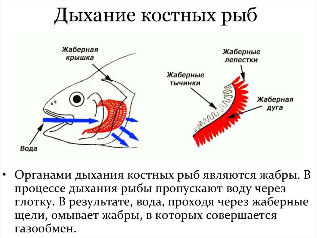 Какие системы органов у рыб. Дыхательная система костистых рыб. Схема жаберного дыхания рыб. Дыхательная система костных рыб схема. Строение жабр костистых рыб.